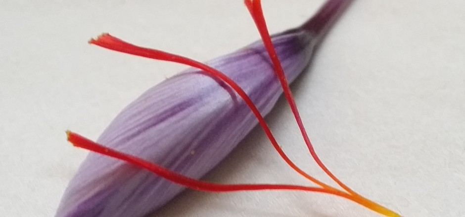 Azafrán de Albacete (Castilla la Mancha)